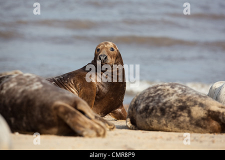 L'Atlantique ou les phoques gris (Halichoerus grypus). Jeune homme, derrière, les femmes à gauche et à droite. Horsey beach, North Norfolk. Banque D'Images