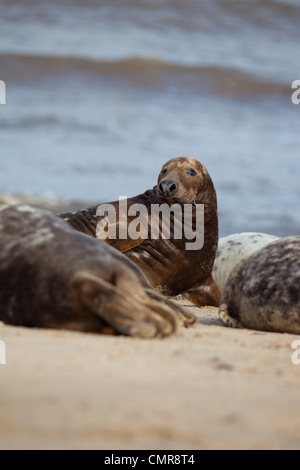 L'Atlantique ou les phoques gris (Halichoerus grypus). Jeune homme, derrière, les femmes à gauche et à droite. Horsey beach, North Norfolk. Banque D'Images