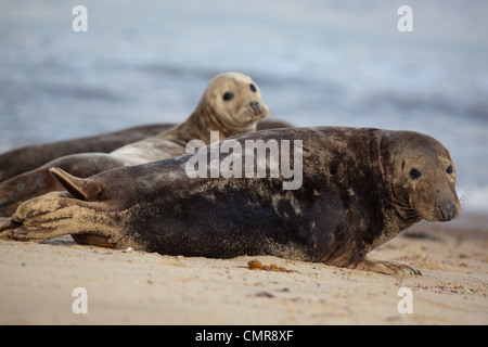 L'Atlantique ou du phoque gris (Halichoerus grypus). Jeune mâle ou mâle. Vache ou femme derrière. Horsey beach, North Norfolk. Février. Banque D'Images