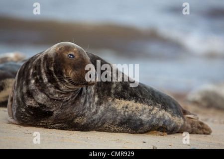 L'Atlantique ou du phoque gris (Halichoerus grypus). Jeune taureau, ou des hommes. Horsey beach, North Norfolk. Février. Banque D'Images