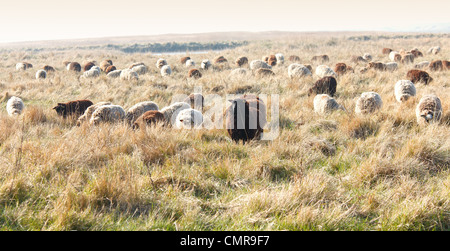 Blanc et noir inhabituel 'brown' Moutons broutant dans un marais 'Salt' dans 'North Norfolk' UK Banque D'Images