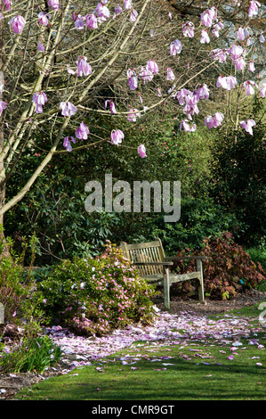 Banc de jardin en face de la floraison Magnolia à RHS Wisley Gardens. L'Angleterre Banque D'Images