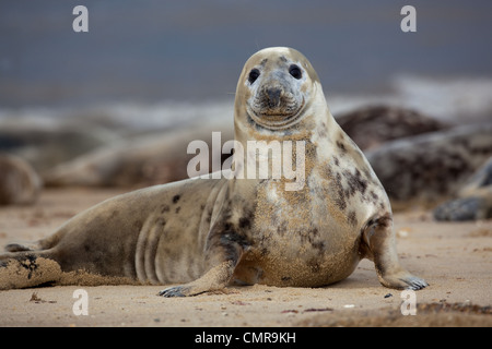 L'Atlantique ou du phoque gris (Halichoerus grypus). Jeune vache ou d'une femme. Alerté. Horsey beach, North Norfolk. Février. Banque D'Images