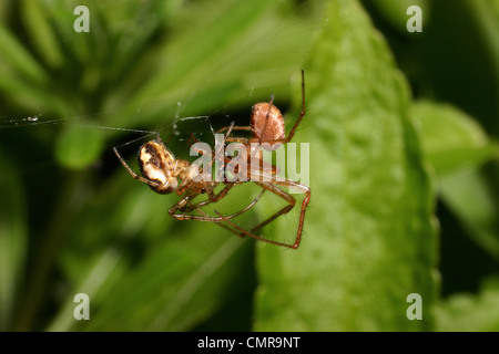 Spider web-ORB (Meta mengei : Tetragnathidae), homme (à droite) une cour pour partie femelle sur le cadavre d'une petite mouche, au Royaume-Uni. Banque D'Images