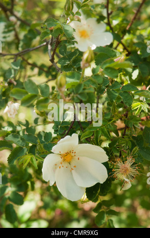 Close - up de Wild rose bush vu dans des jardins dans le nord de Londres, Angleterre, Royaume-Uni. Banque D'Images