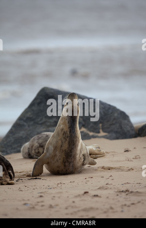 L'Atlantique ou du phoque gris (Halichoerus grypus). Jeune vache sur le dos, soulevant lui-même afin d'avoir une bonne rayure sur le flanc droit. Banque D'Images