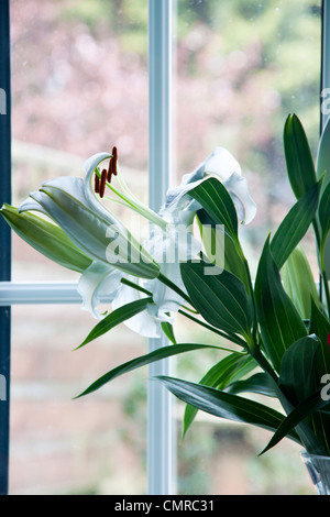 Red Carnation et lys blanc dans le vase de cristal sur le rebord de fenêtre de cuisine. Banque D'Images