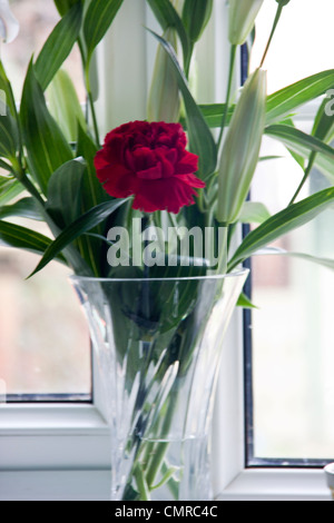 Red Carnation et lys blanc dans le vase de cristal sur le rebord de fenêtre de cuisine. Banque D'Images