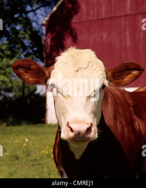 Années 1980 PAR VACHE HEREFORD RED BARN LOOKING AT CAMERA Banque D'Images