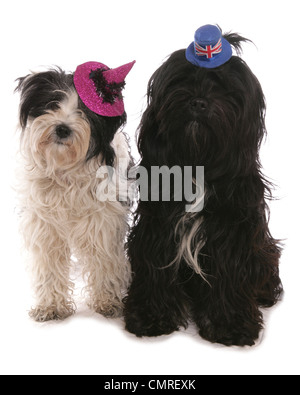 Terrier tibétain deux adultes assis avec des chapeaux sur dans un studio UK Banque D'Images