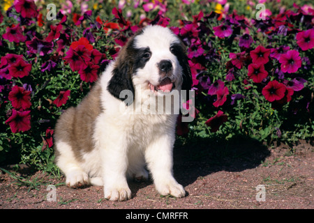 1990 ST. BERNARD Chiot Chien ASSIS EN FACE DE PÉTUNIAS Banque D'Images