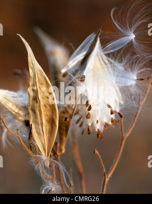 L'explosion des années 70 gousses d'ASCLÉPIADE PADN SEEDS BLOWING IN WIND Banque D'Images