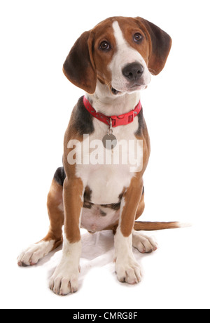 Hamilton Hound chiot unique assis dans un studio UK Banque D'Images