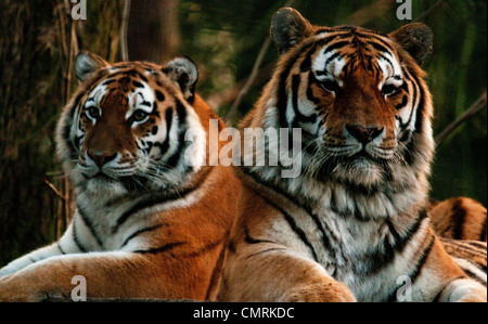 Paire de tigre de Sibérie Banque D'Images