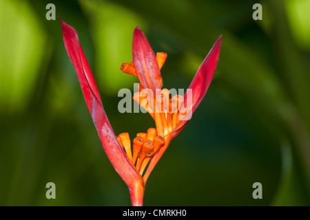 Faux Bird-Of-Paradise Flower (Heliconia psittacorum), Nadi, Fidji, Viti Levu, Pacifique Sud Banque D'Images