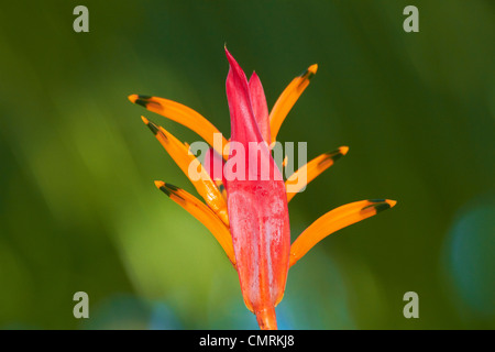 Faux Bird-Of-Paradise Flower (Heliconia psittacorum), Nadi, Fidji, Viti Levu, Pacifique Sud Banque D'Images