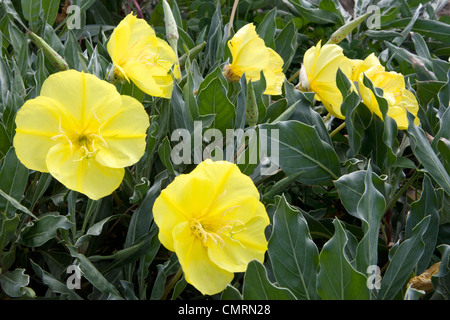 Les grandes fleurs jaune d'Onagre lame argent monter un spectacle à partir de mai au gel. Banque D'Images