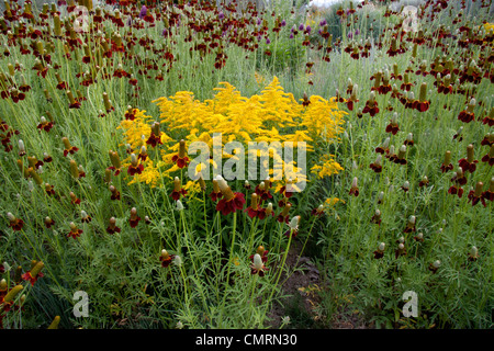 Mexican Hat Coneflower et Houghton en combinaison croissante Banque D'Images