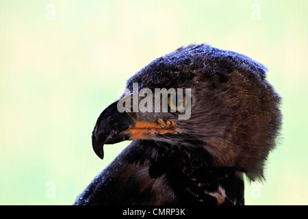 Aigle couronné d'Afrique (stephanoatus coronatus) d'être remis au centre de rencontre de l'aigle à spier estate, Stellenbosch, Afrique du Sud. Banque D'Images