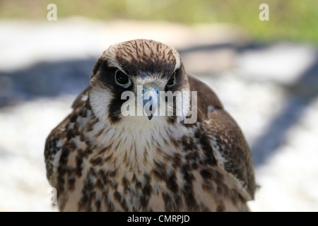 Lanner falcon , ( Falco biarmicus) au centre de rencontre de l'aigle , Spier Wine Estate stellenbosch. Banque D'Images