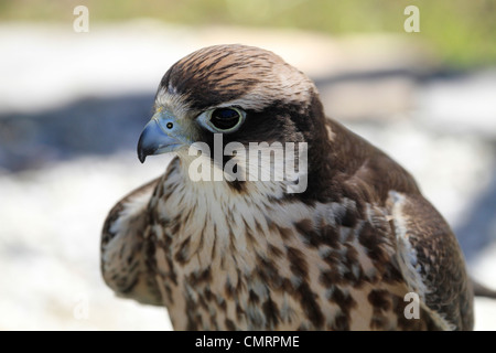 Lanner falcon , ( Falco biarmicus) au centre de rencontre de l'aigle , Spier Wine Estate stellenbosch. Banque D'Images