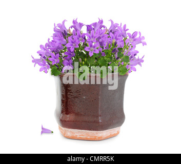 Purple flower campanula dans brown vintage pot Banque D'Images