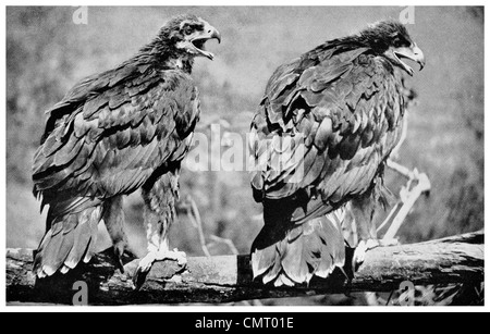 1923 Jeune Aigle royal Aquila chrysaetos-NOUS Banque D'Images