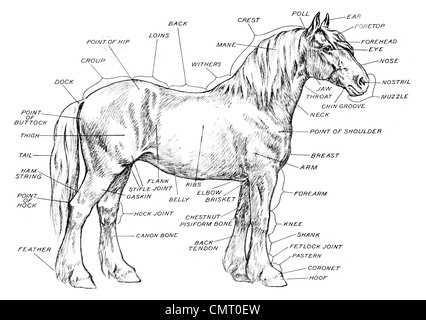 1923 Anatomie d'un cheval Equus ferus caballus curieux mammifère ongulé à longs doigts Banque D'Images