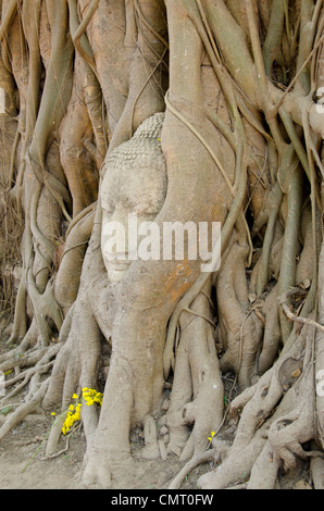 La Thaïlande, ayutthaya. Wat Mahathat (aka Wat Maha That) a été l'historique royal monastère. buddha head encastrées dans les racines des arbres. Banque D'Images