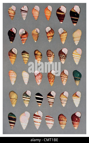 1924 Coquilles Arbre Achatinella Hawaiian island collection Variété Banque D'Images