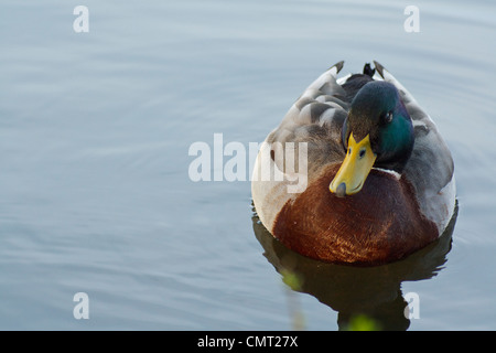 Un mâle colvert flottant sur un étang dans un parc avec de l'espace sur le côté pour copier du texte ou de type Banque D'Images