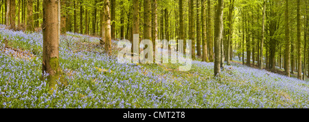 Un tapis de jacinthes des bois en Delcombe dans le Dorset, en Angleterre. Banque D'Images