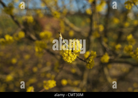 Kornelkirsche (Cornus mas), Cornel Cherry Banque D'Images