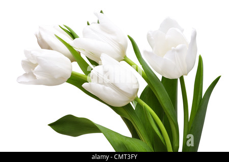 Tulipes blanches isolé sur fond clair Banque D'Images