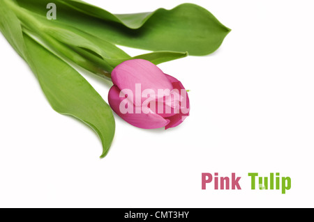 Tulipe rose isolé sur fond blanc. Libre, peu profonde DOF. Banque D'Images