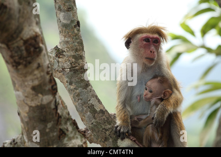 Dambulla avec bébé singe Banque D'Images