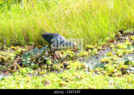 Talève Sultane Porphyrio porphyrio, Gallinule poule-d'eau, violet, Purple Gallinule, Pūkekoz ou pourpre foulque, talève sultane Africaine, Indienne Banque D'Images