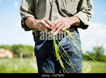 L'homme avec l'herbe dans la main Banque D'Images