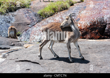 Nilgiri Tahr, démangeaisons, léchant Banque D'Images