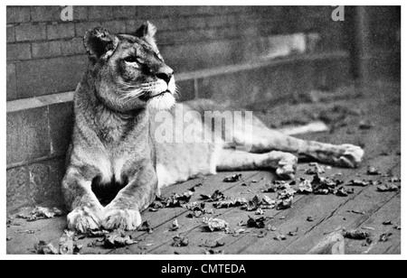 1925 Le roi de battements lion Panthera leo zoo captive Banque D'Images