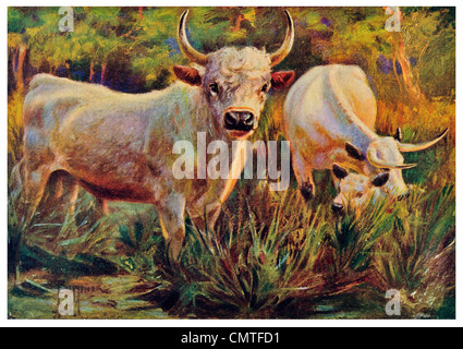 1925 blanc sauvages ou bétail Parc de Grande-Bretagne et Bull Chillingham Cadzow et veau vache Banque D'Images