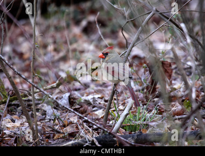 Cardinal rouge femme perchée dans un buisson dans un jardin au Tennessee Banque D'Images