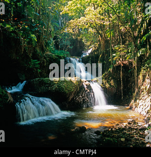 Onomea Falls dans la forêt tropicale sur Big Island Hawaii Banque D'Images