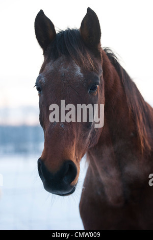 Portrait de cheval Banque D'Images
