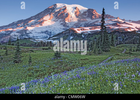 Le Wonderland Trail passe par Washington's Mount Rainier National Park et la Ridge Meadows Mazama en été la floraison. Banque D'Images