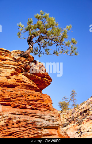 Un arbre de pin pignon très déterminé de plus en plus haut d'une formation de grès, Zion National Park, Utah USA Banque D'Images