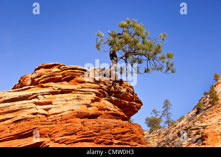 Un arbre de pin pignon très déterminé de plus en plus haut d'une formation de grès, Zion National Park, Utah USA Banque D'Images