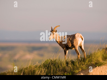 Big Horn Sheep (Ovis canadensis) dans Badlands National Park (Dakota du Sud, USA. été sauvages. Banque D'Images