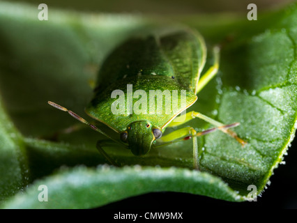 Nezara viridula, southern green stink bug ou bogue légume vert, un parasite commun de fèves de soja et les légumineuses. Banque D'Images