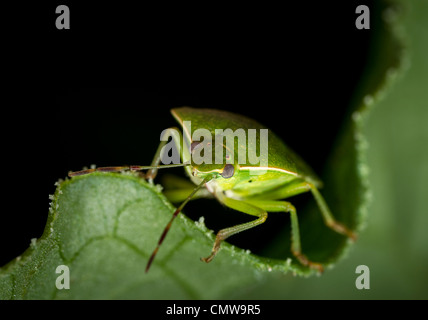 Nezara viridula, southern green stink bug ou bogue légume vert, un parasite commun de fèves de soja et les légumineuses. Banque D'Images